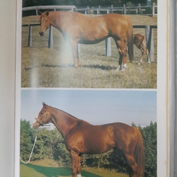 THE AUSTRALIAN AND NEW ZEALAND THOROUGHBRED 385893