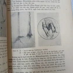 LUẬN KHẢO VỀ CÁC BỆNH THƯỜNG HẠI CÂY CỐI TẠI MIỀN NAM VIỆT NAM 688029