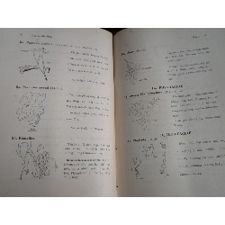 Cây cỏ miền nam Việt Nam - Phạm Hoàng Hộ ( trọn bộ 2 tập ) 128641
