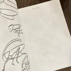 ✨𝑯𝒐𝒘 𝒕𝒐 𝑫𝒓𝒂𝒘 𝑰𝒏𝒔𝒆𝒄𝒕𝒔: 𝑺𝒕𝒆𝒑-𝒃𝒚-𝑺𝒕𝒆𝒑 𝑫𝒓𝒂𝒘𝒊𝒏𝒈𝒔!✨ 712564