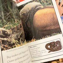 ✨𝑫𝑲 𝑹𝒆𝒂𝒅𝒆𝒓𝒔 4-𝑩𝒐𝒐𝒌 𝑺𝒆𝒕 (𝑳𝒆𝒗𝒆𝒍 2)✨ 780838