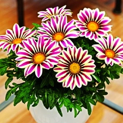 Hạt giống hoa cúc Gazania – Bịch 10 hạt – Mã số 1534 213143