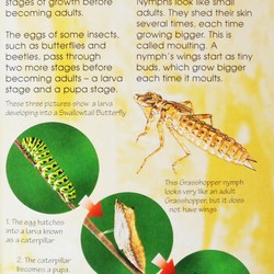 Usborne Spotter's Guides: Bugs & Insects 183952