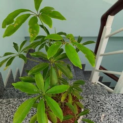 Cây ngũ gia bì, cây như hình 501665
