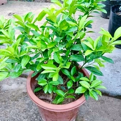 Cây chanh ta ăn lá ăn quả (đang hoa quả) cao 40-50cm 446057
