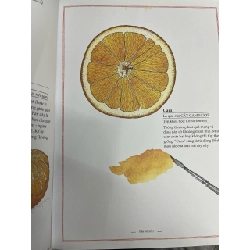 Thế giới rau củ quả bằng tranh - Virginie Aladjidi, Emmanuelle Tchoukriel 728407