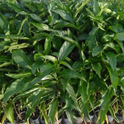 Cây nhàu giống 503681