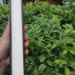 Truyện ngắn Lỗ Tấn  994783