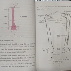 GÃY THÂN XƯƠNG ĐÙI - TỔN THƯƠNG, CHẨN ĐOÁN, ĐIỀU TRỊ 595415