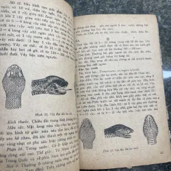 Các loài rắn độc ở Việt Nam Trần Kiên Nguyễn Quốc Thắng 762285