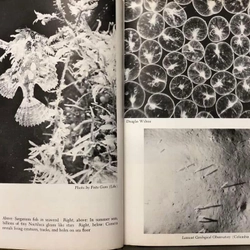 THE SEA AROUND US - Rachel L. Carson - Oxford University Press 1961  452847