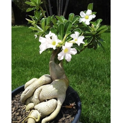 Cây hoa sứ kép Thái Lan Bonsai màu trắng – Mã số 1755 213164