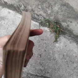 Tây Dương Gia Tô bí lục  1006735