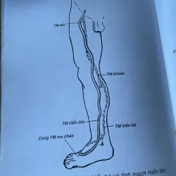 Giản yếu Giải phẫu người -NGUYỄN QUANG QUYỀN,PHẠM ĐĂNG DIỆU NGUYỄN VĂN ĐỨC NGUYỄN V. CƯỜNG 792205