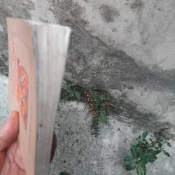 Kinh thi Việt Nam  1025126