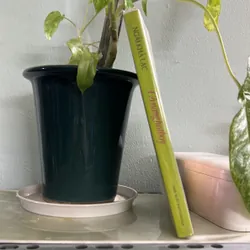  Cô nàng - [48->20] 736325