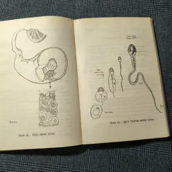 (Giáo dục giới tính cho thanh thiếu niên) Người con gái lấy chồng - BS. Trần Bồng Sơn 697731