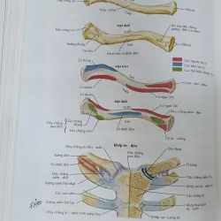 ATLAS GIẢI PHẪU NGƯỜI  761036