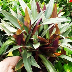 Cây lẻ bạn 760977