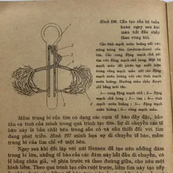 Phôi sinh học hiện đại, CHARLES W. BODEMER 709172