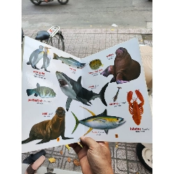 Từ Điển Bằng Tranh Thế Giới Động Vật - Phan Minh Đạo 1009419