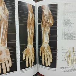 ATLAS GIẢI PHẪU NGƯỜI 592306