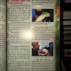 Kỹ thuật nuôi cá chép Koi - cá xiêm - cá rồng - cá dĩa - cá vàng - cá bảy màu 745842