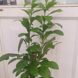 Cây đào tiên, cây như hình, chiều cao 60-80cm 502892