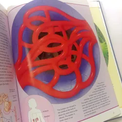 The Incredible Journey Through the Human Body 1002083