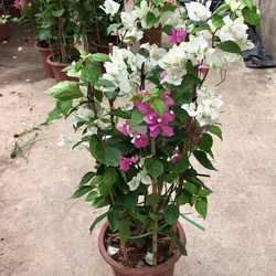 Hoa giấy hai màu trắng hồng tím 446042