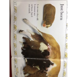 Puppy See how they grow DK HPB2607 NGOẠI VĂN 351756