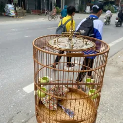 lồng yến . oanh tiêu mi lồng nóc bằng  1027743