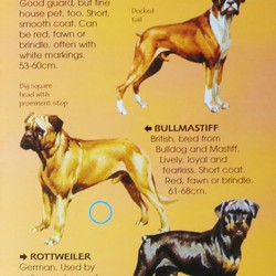 Usborne Spotter's Guides: Dogs 183942