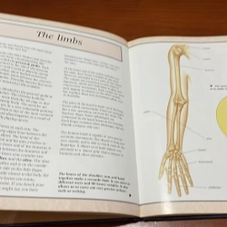 PICTURE BOOK The skeleton and muscular system 536341