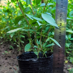 Chậu cây húng quế 478550