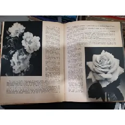 Belles fleurs de nos jardins 708458