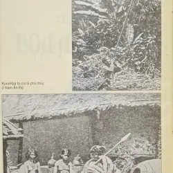 Văn hóa nguyên thủy (Tylor) 791103