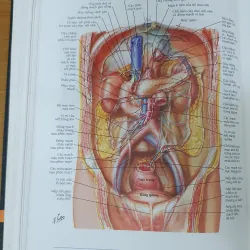 ATLAS GIẢI PHẪU NGƯỜI  761036