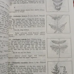 CÂY CỎ VIỆT NAM (QUYỂN I, II, III) - PHẠM HOÀNG HỘ 740112