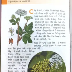 TỪ ĐIỂN TRANG VỀ CÁC LOẠI CÂY  571018