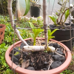 Hoa lan  phi diep 465560