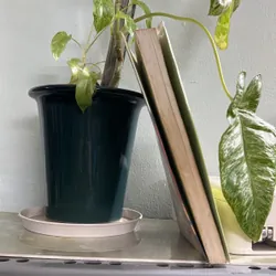  Cô nàng - [48->20] 736325