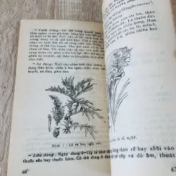 TRỒNG VÀ SỬ DỤNG CÂY THUỐC Ở TRƯỜNG PHỔ THÔNG  956952