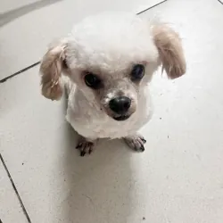 Truyện nữ sinh - Nguyễn Nhật Ánh 996720