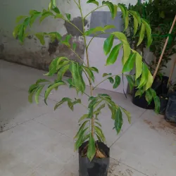 Cây mắc mật - cây móc mật, chiều cao 30-40cm, như hình