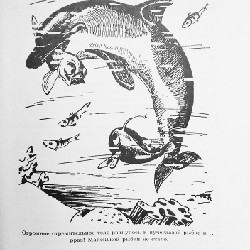 ЛЕТЯЩИЕ К СЕВЕРУ 17546