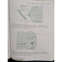 The Nurse Pharmacology And Drug Therapy 937543