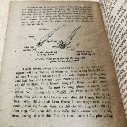 CÂY DỨA VÀ KỸ THUẬT TRỒNG DỨA Ở MIỀN NAM 956945