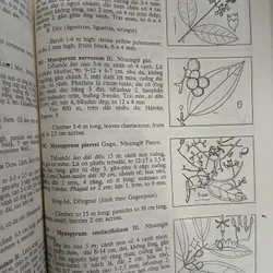CÂY CỎ VIỆT NAM (QUYỂN I, II, III) - PHẠM HOÀNG HỘ 740112
