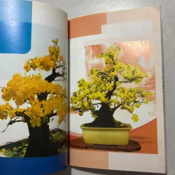 Cách chọn cây mai đẹp 799848